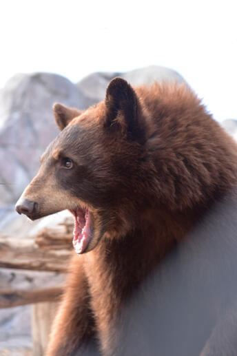 Bear Bear