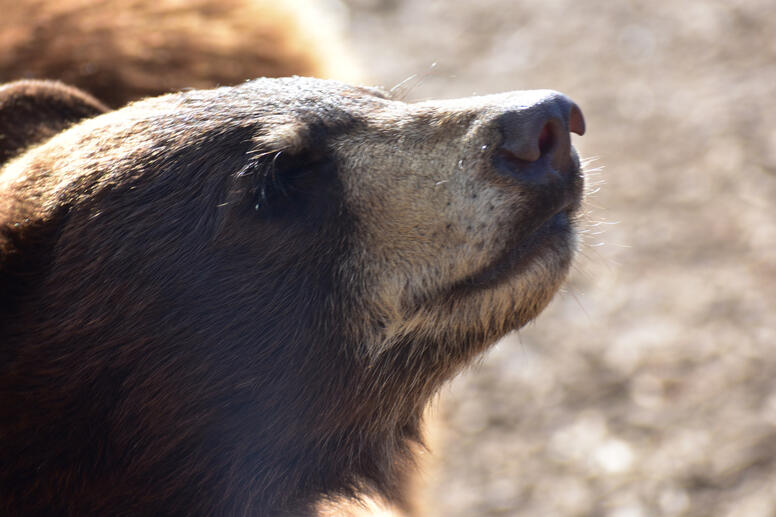 Bear Bear
